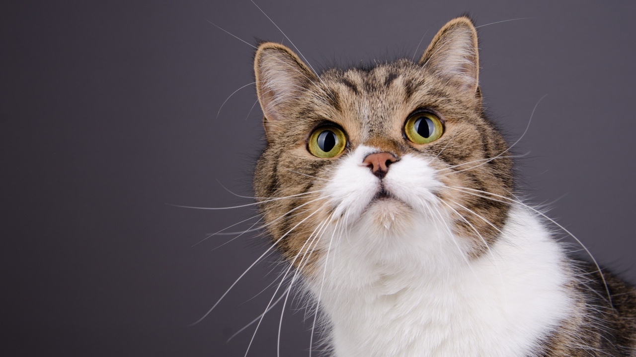 Морда зеленоглазой кошки на сером фоне