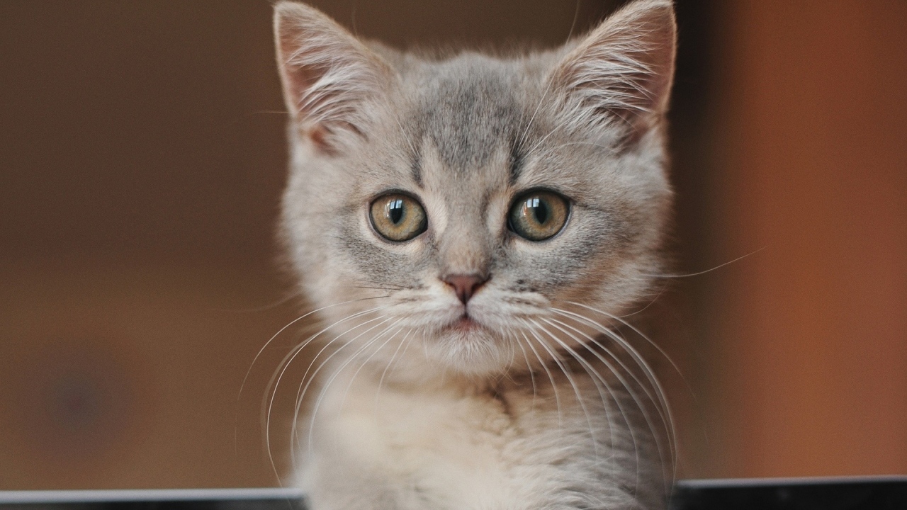 Морда маленького серого котенка крупным планом