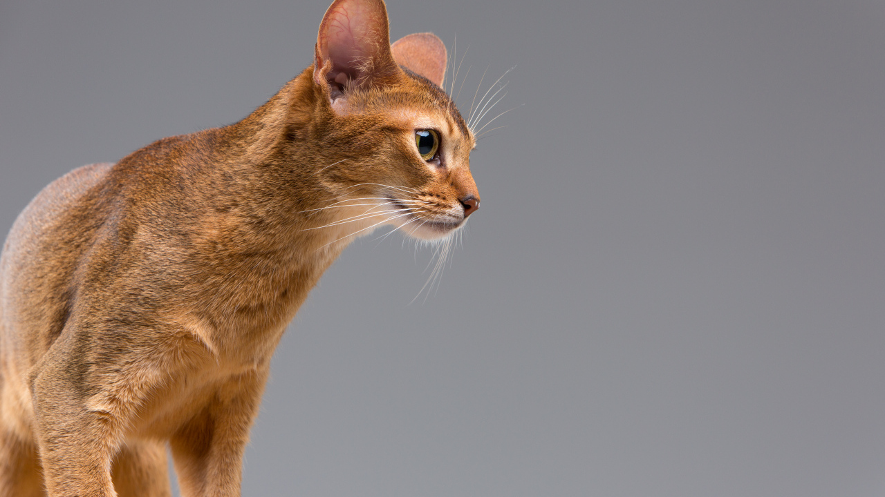 Чистокровный абиссинский портрет молодой кошки