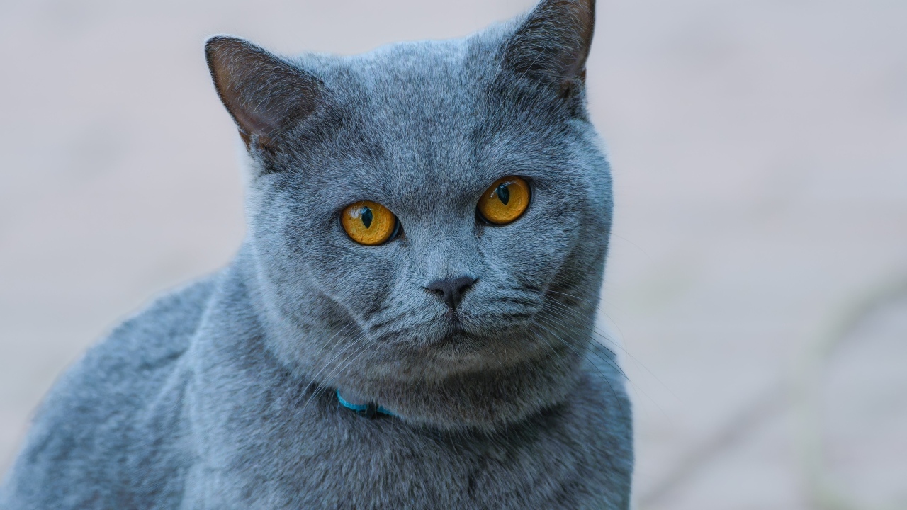 Русская голубая кошка с рыжими глазами
