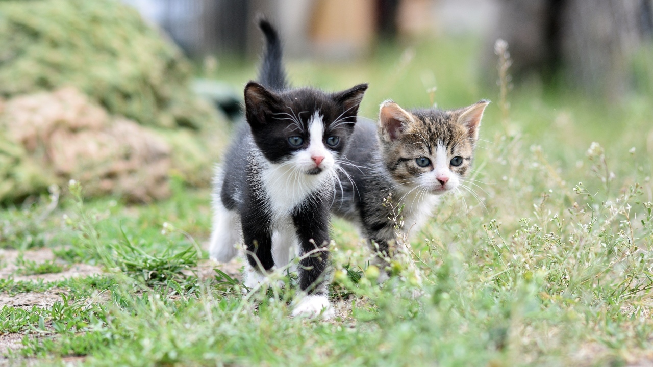Два маленьких котенка идет по траве