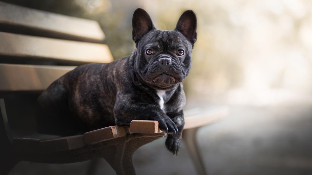 Большой французский бульдог лежит на лавке