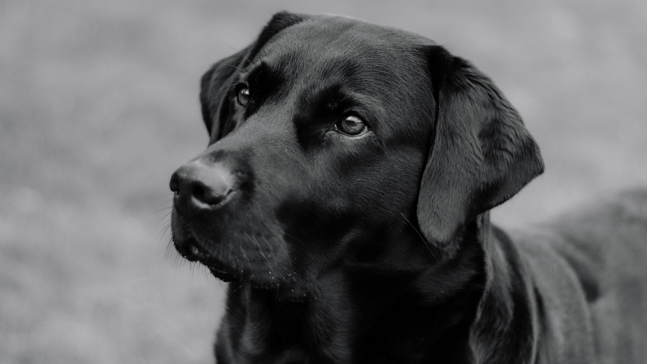 Большой черный лабрадор с умным взглядом