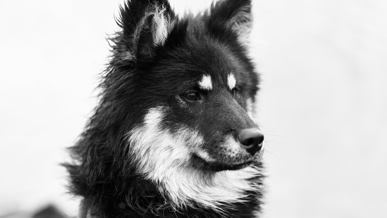 Черное белое фото породистой собаки