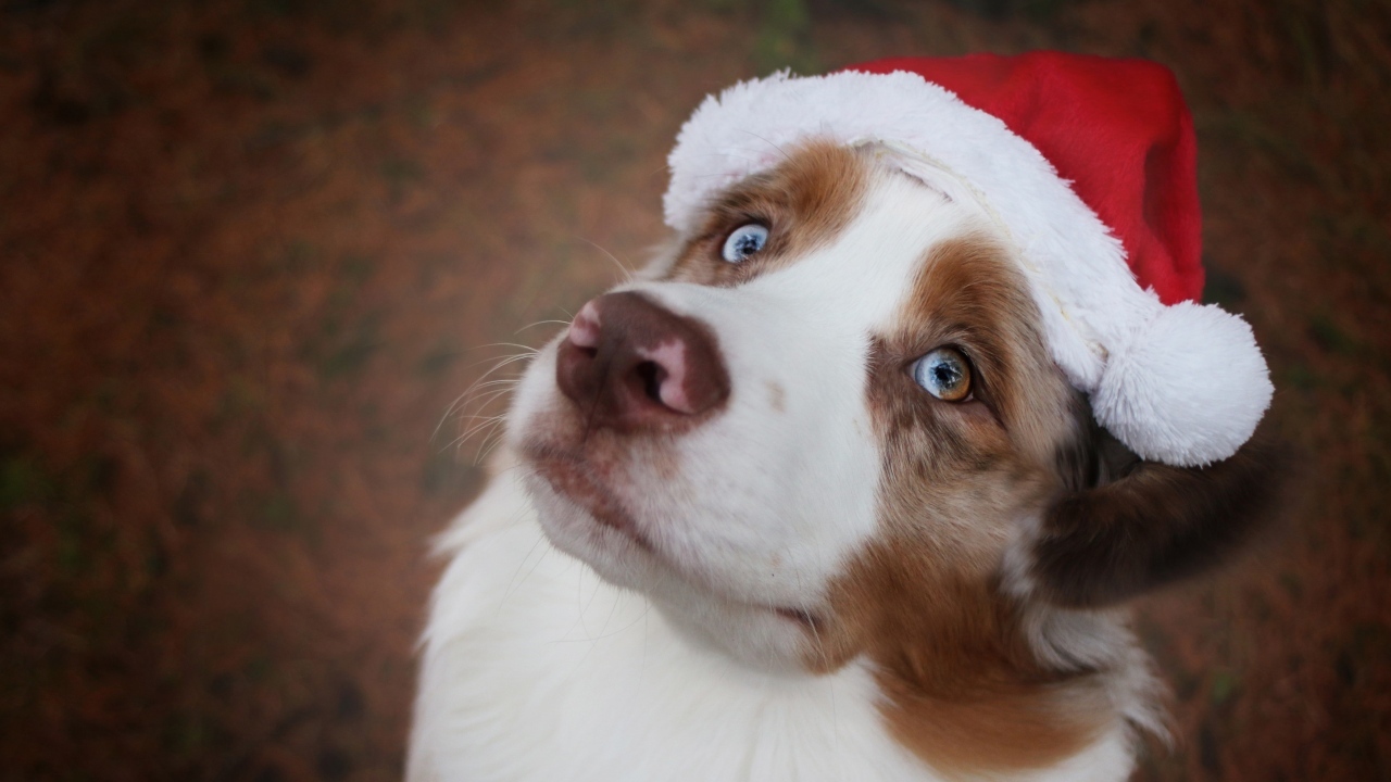 Голубоглазая австралийская овчарка в новогодней шапке