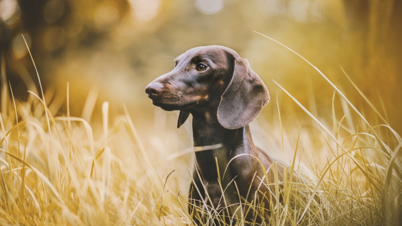 Такса сидит в высокой траве