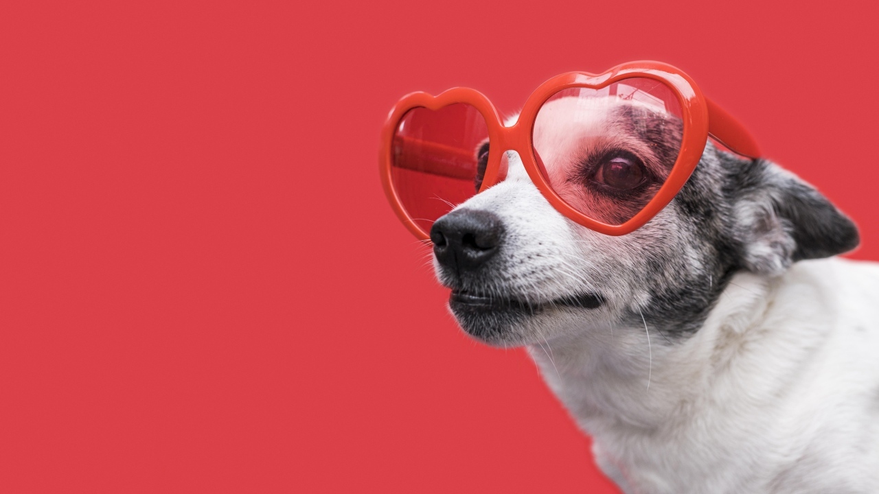 Собака в очках в форме сердца на красном фоне