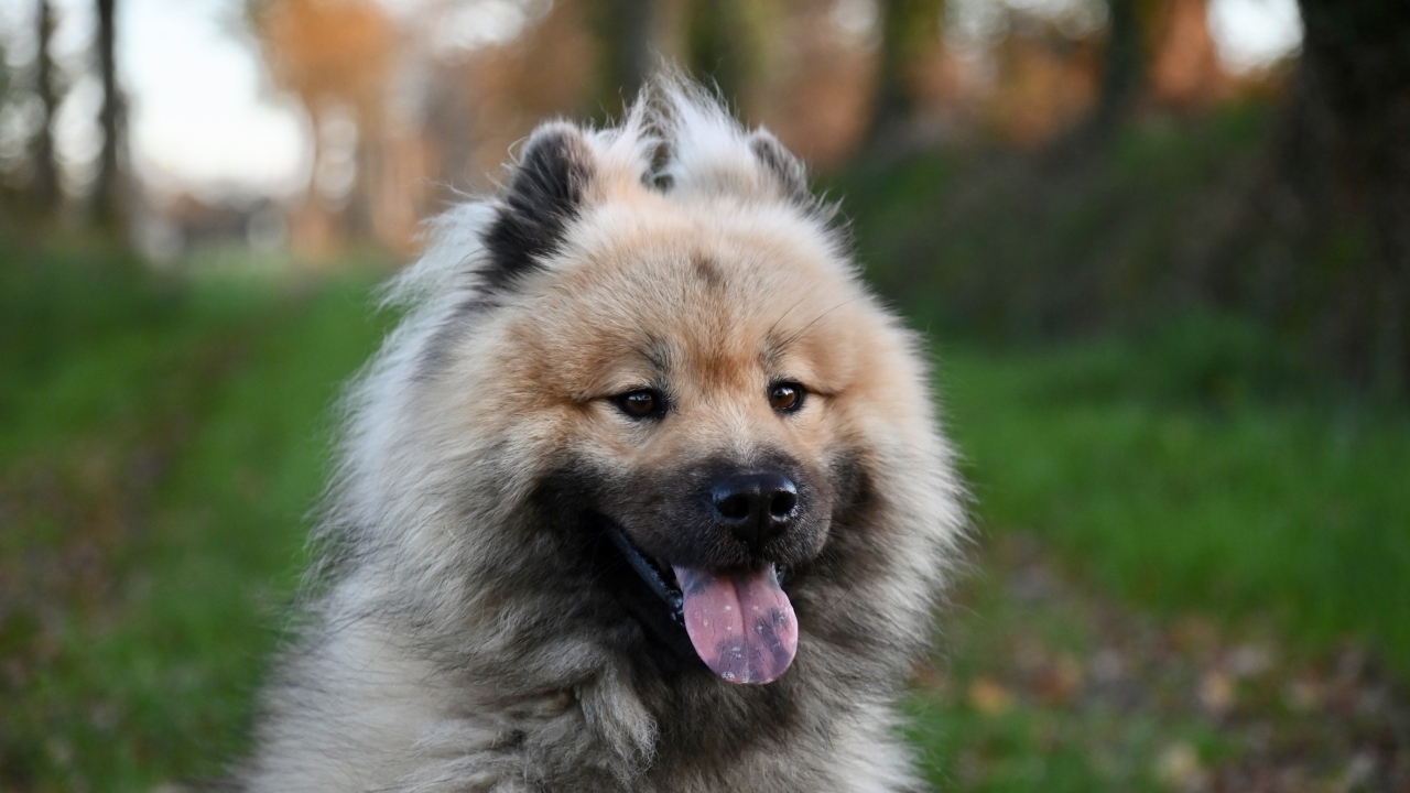 Евразийский щенок с высунутым языком