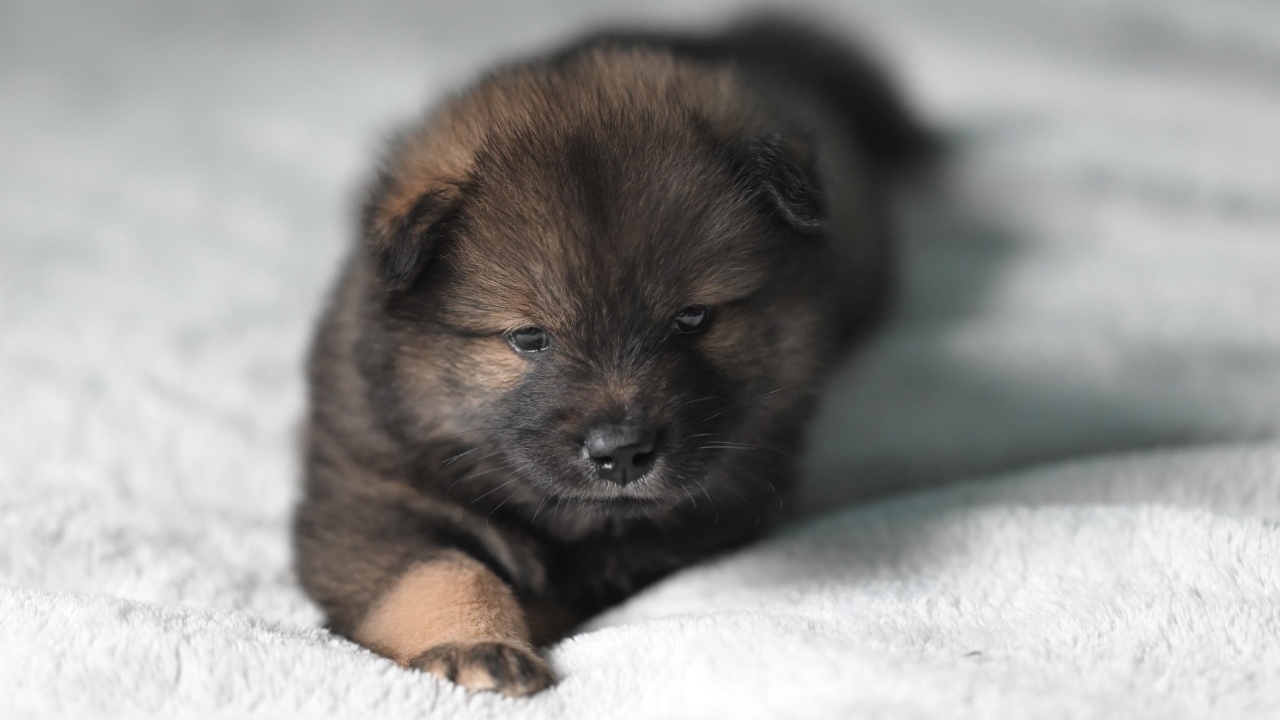 Щенок евразиер лежит на белой кровати