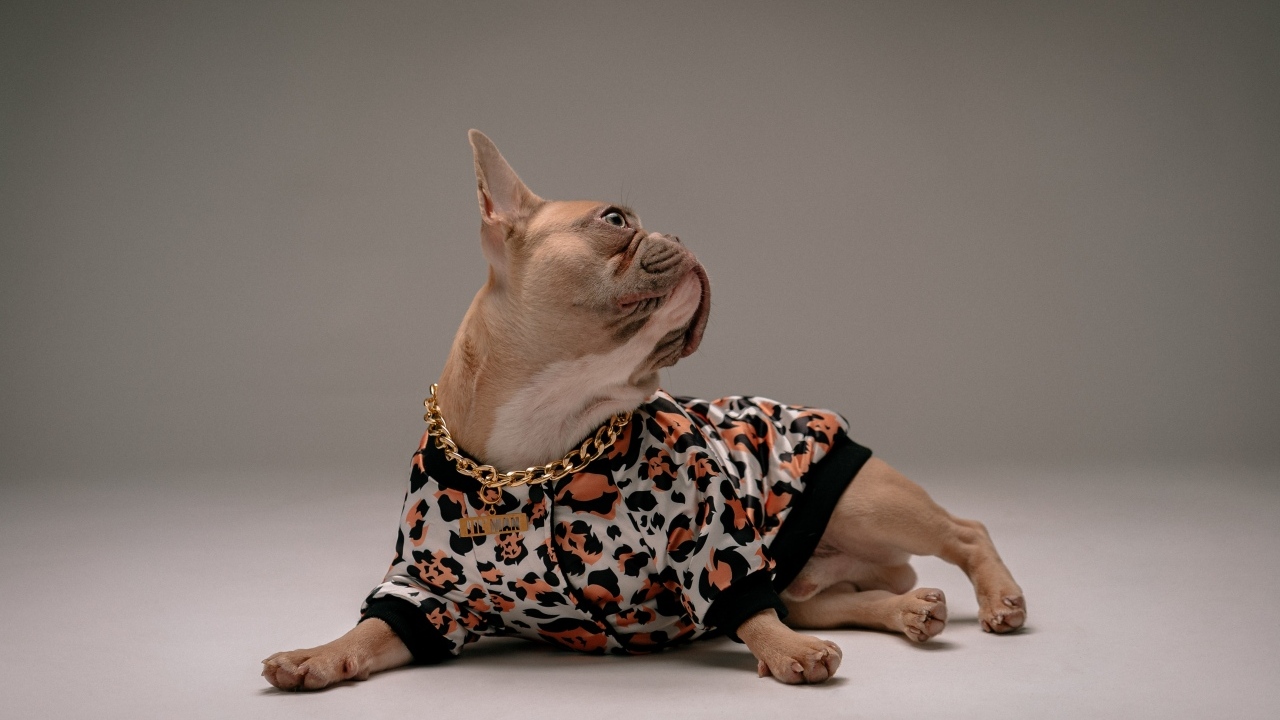 Модный французский бульдог лежит на сером фоне