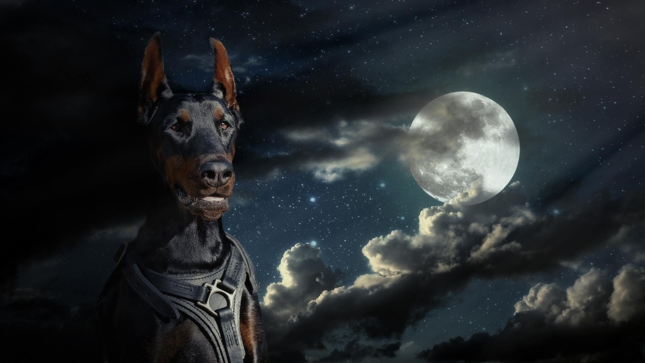 Большой доберман на фоне луны 