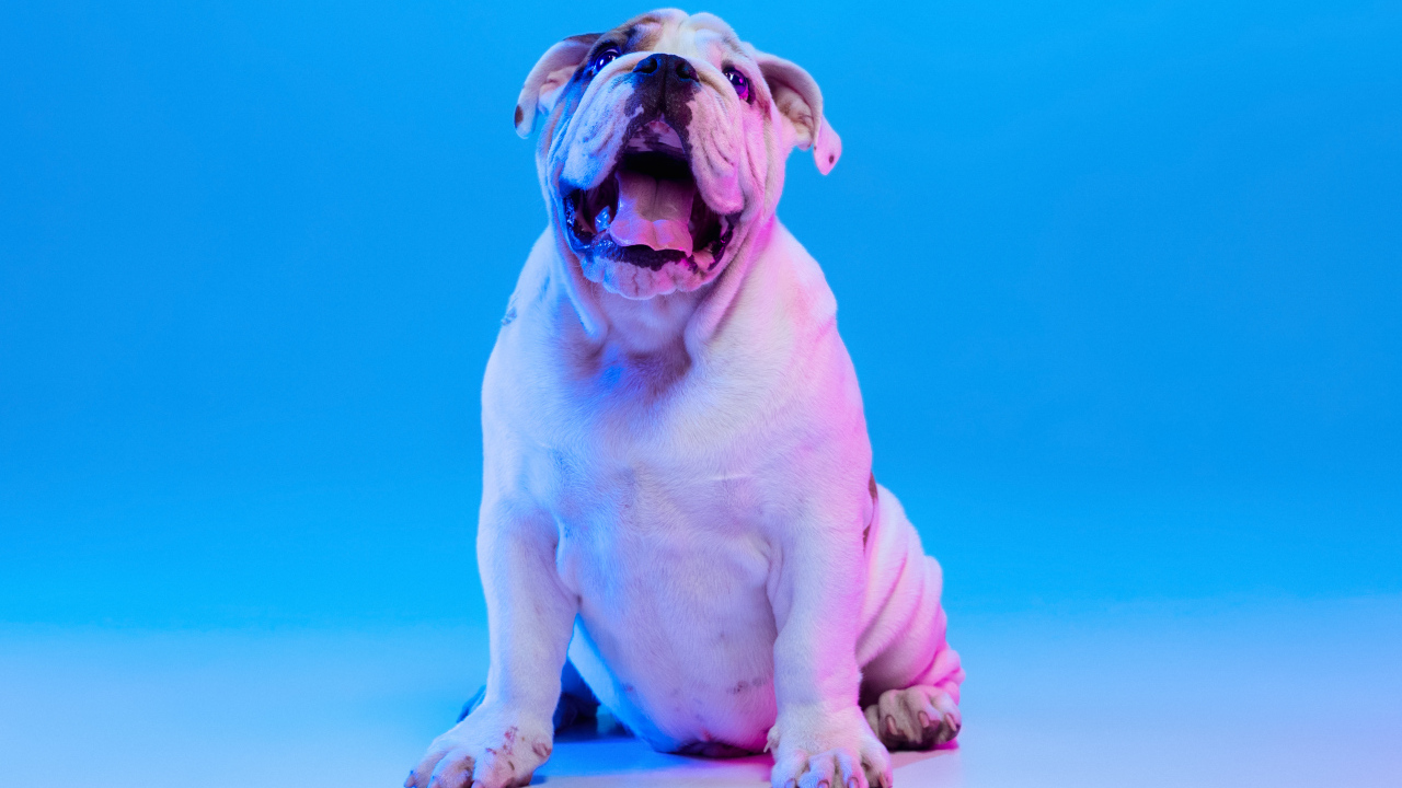 Большой английский бульдог на голубом фоне