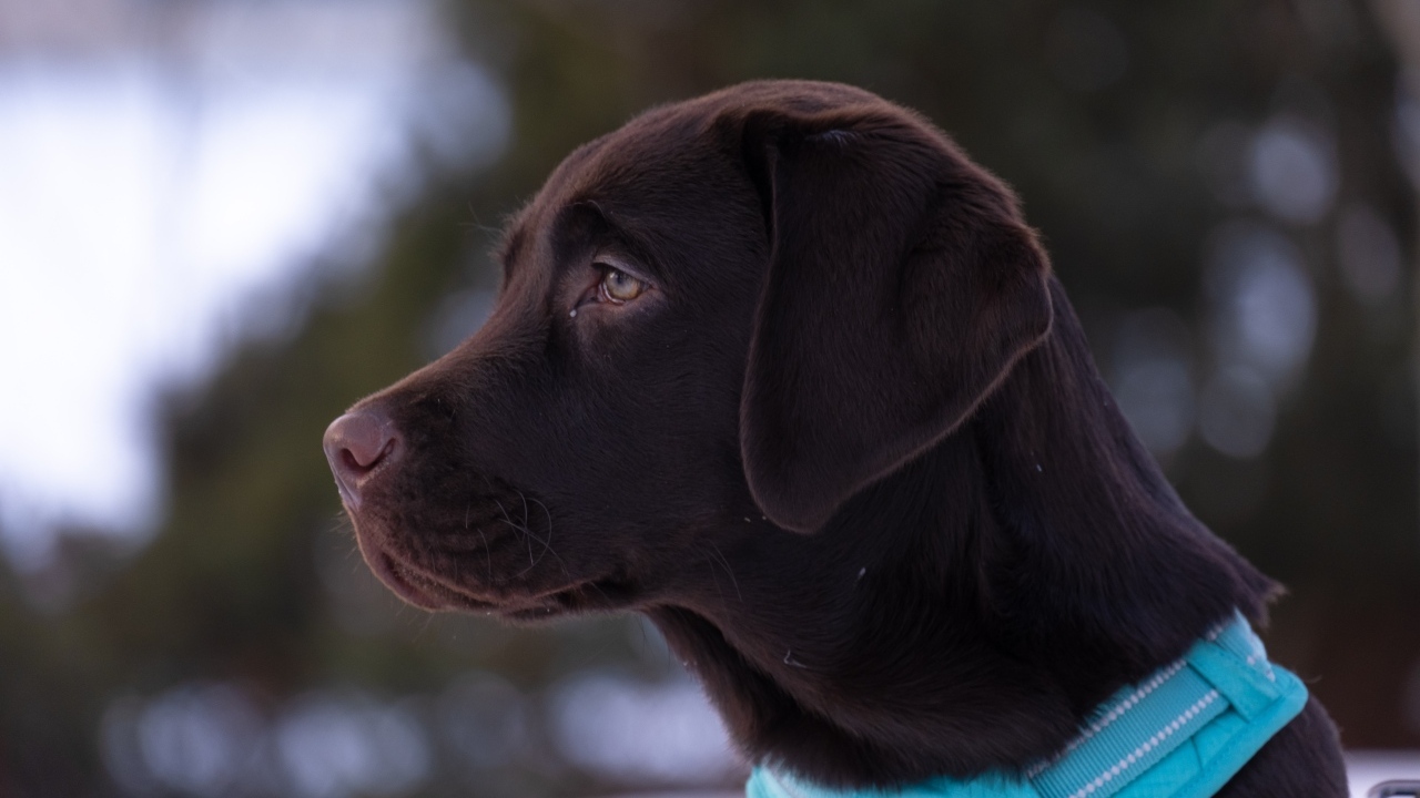 Большой коричневый лабрадор в голубом ошейнике