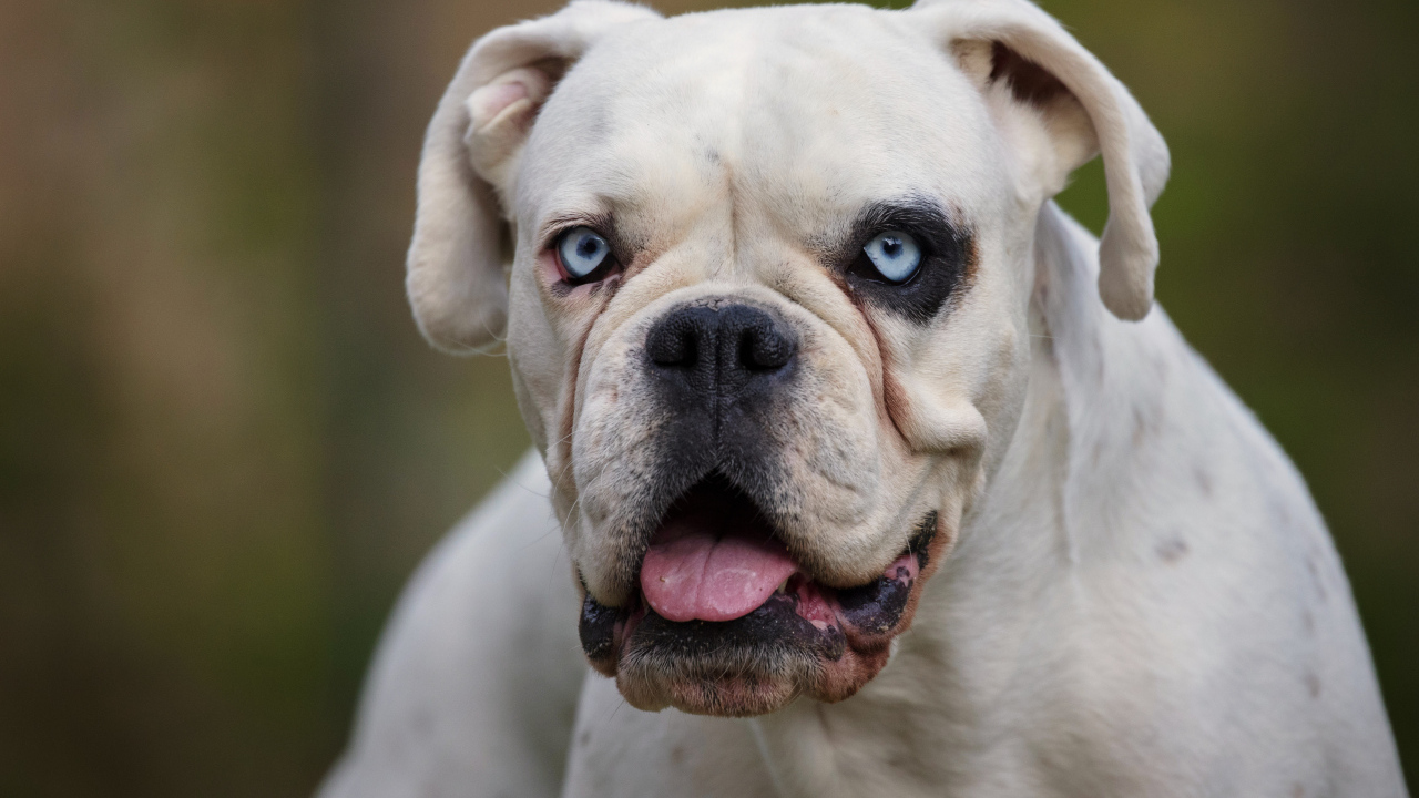 Большой белый немецкий боксер с голубыми глазами