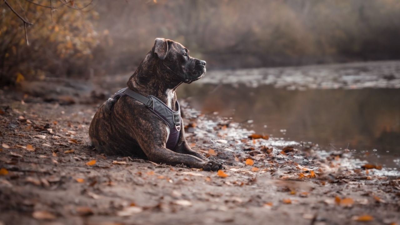Питбуль лежит на берегу озера осенью