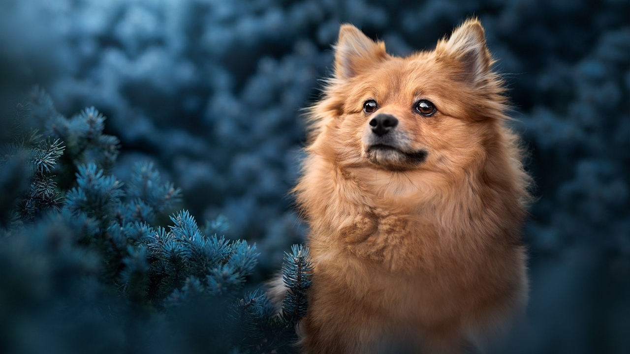 Померанский шпиц сидит в еловых ветках