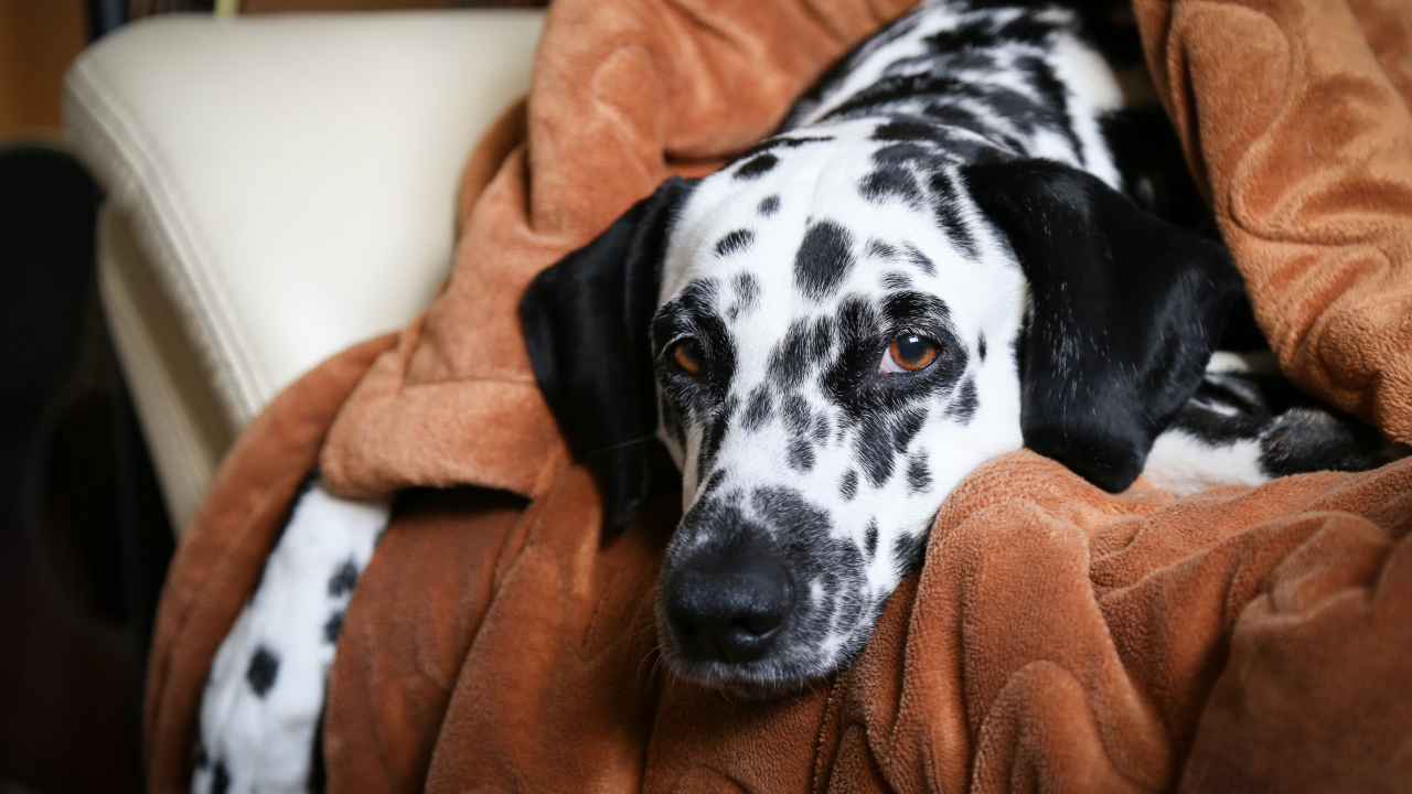Грустный далматин лежит в кресле