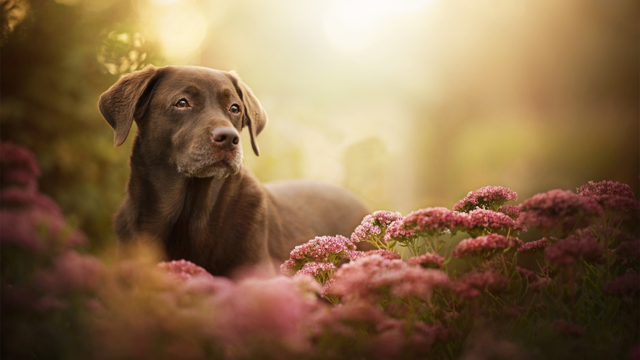 Грустный лабрадор в розовых цветах 