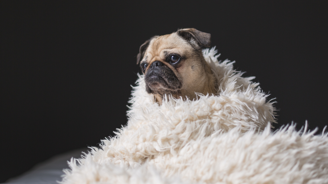 Грустный мопс укутан в белое меховое покрывало 