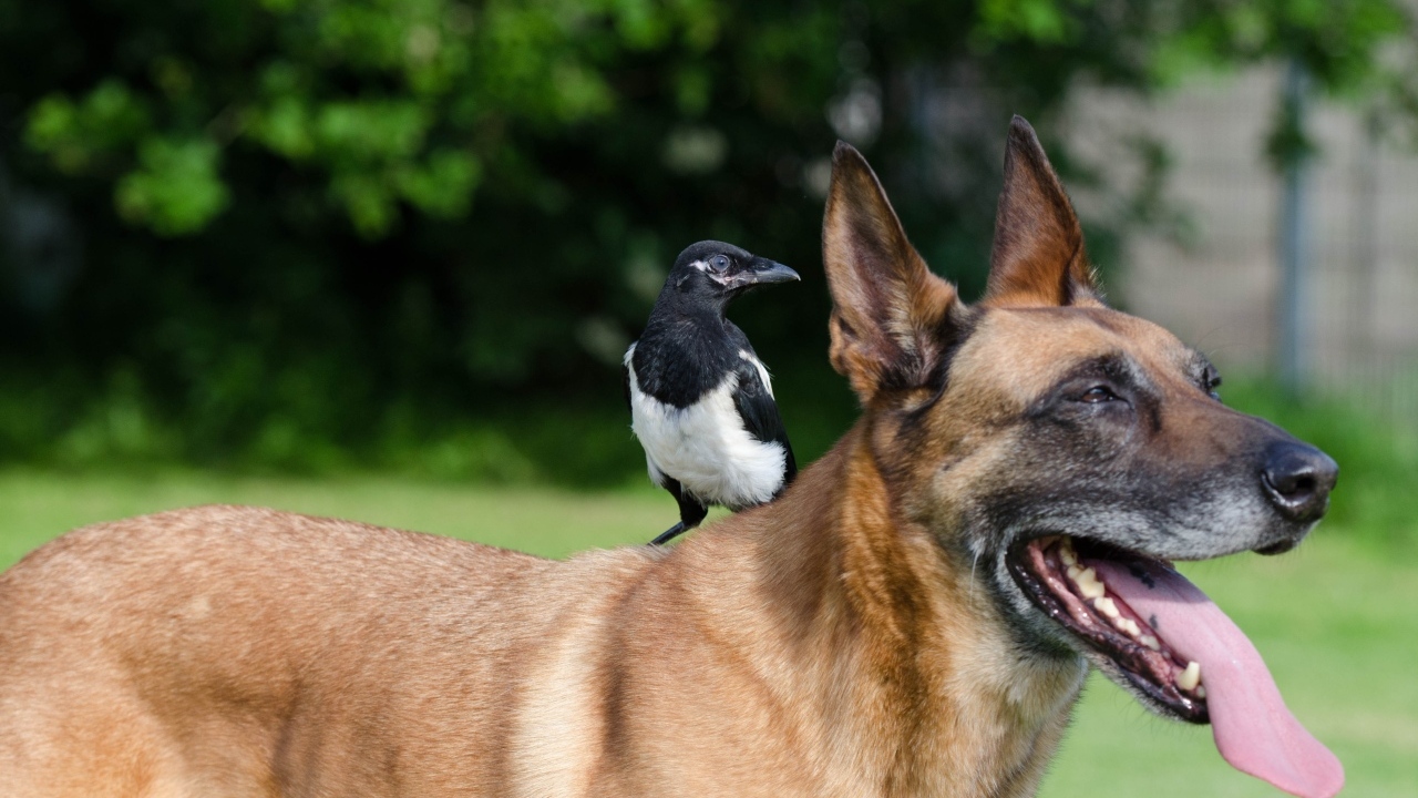 Овчарка с сорокой на спине