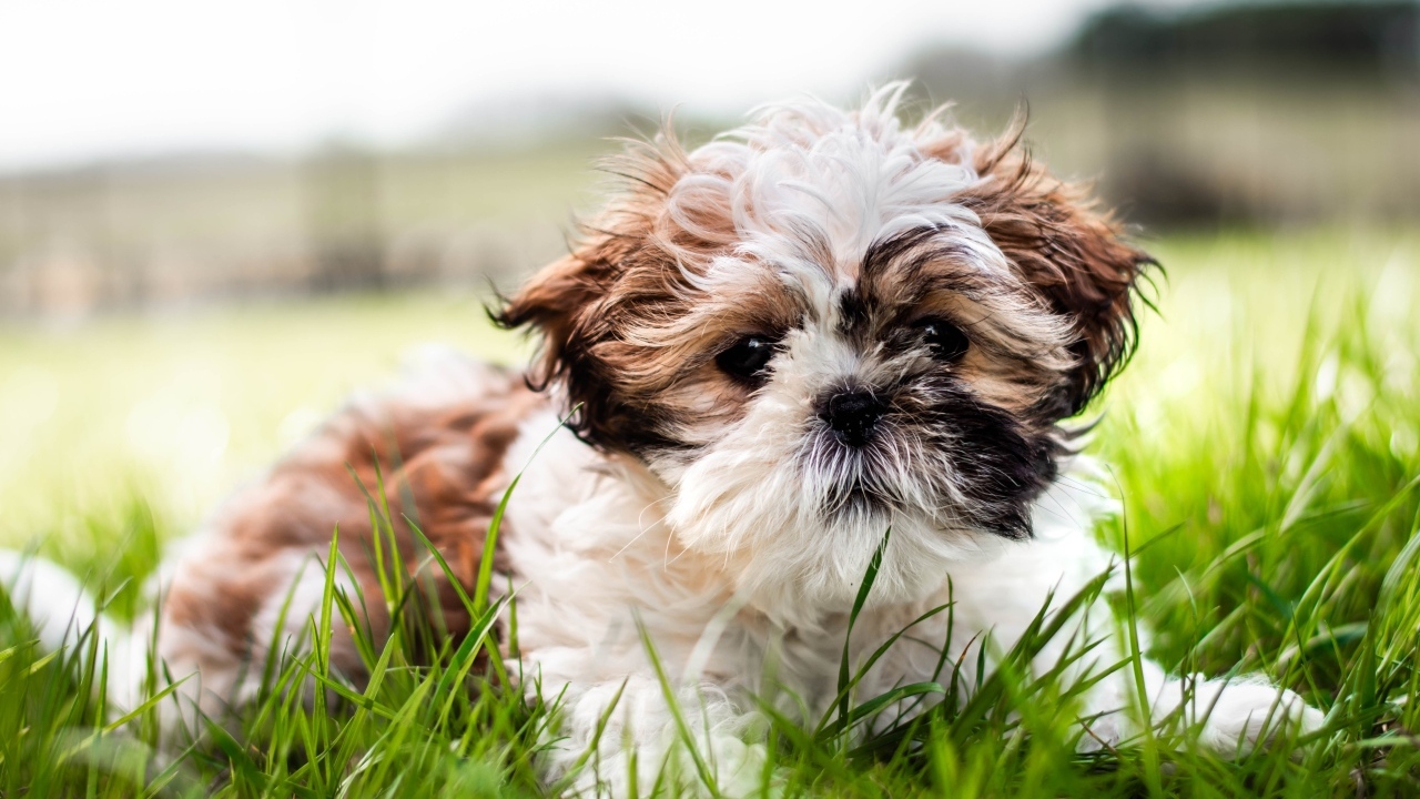 Собака породы ши-тцу лежит на зеленой траве