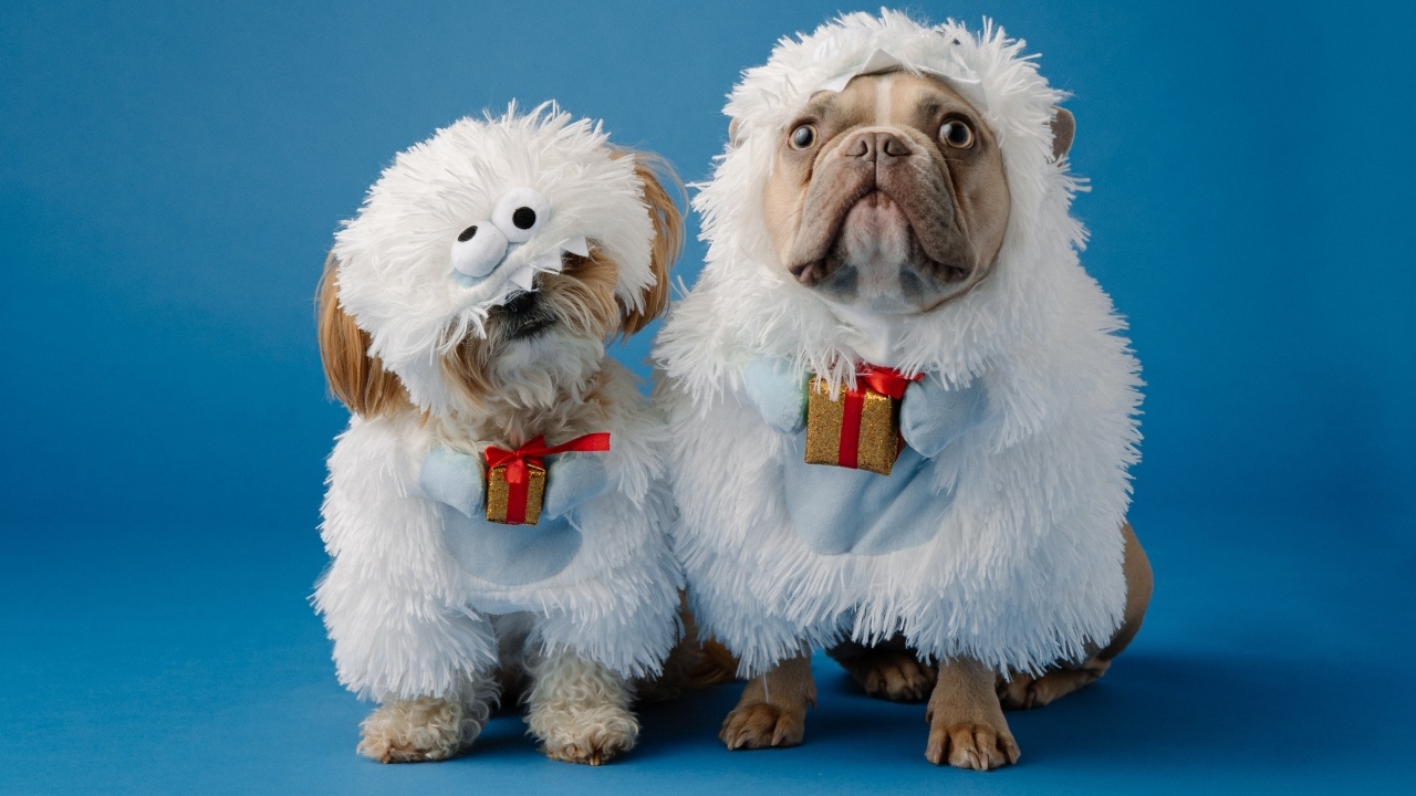 Две собаки в костюмах на голубом фоне