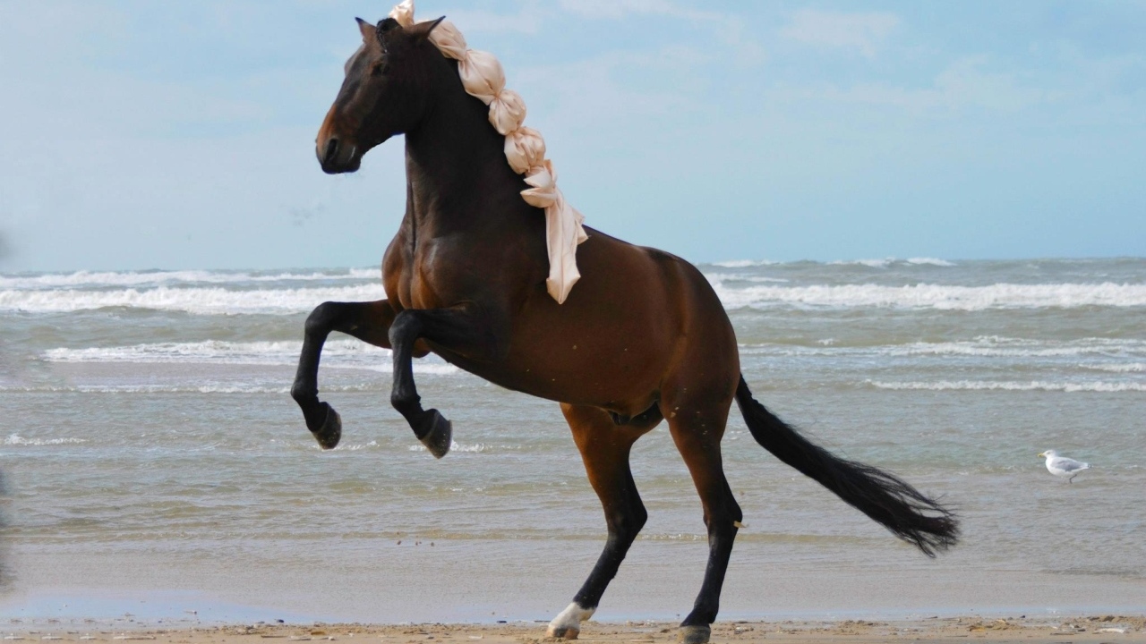 Большая коричневая лошадь на песке у моря