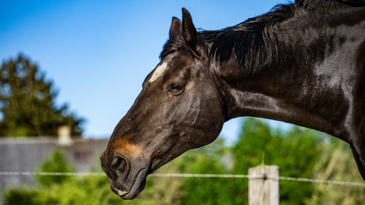Голова черного коня крупным планом