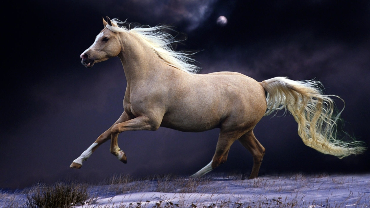 Коричневая лошадь скачет по полю ночью 