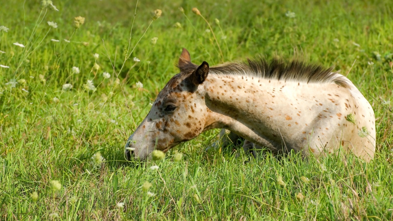 Маленькая пятнистая лошадь лежит на траве