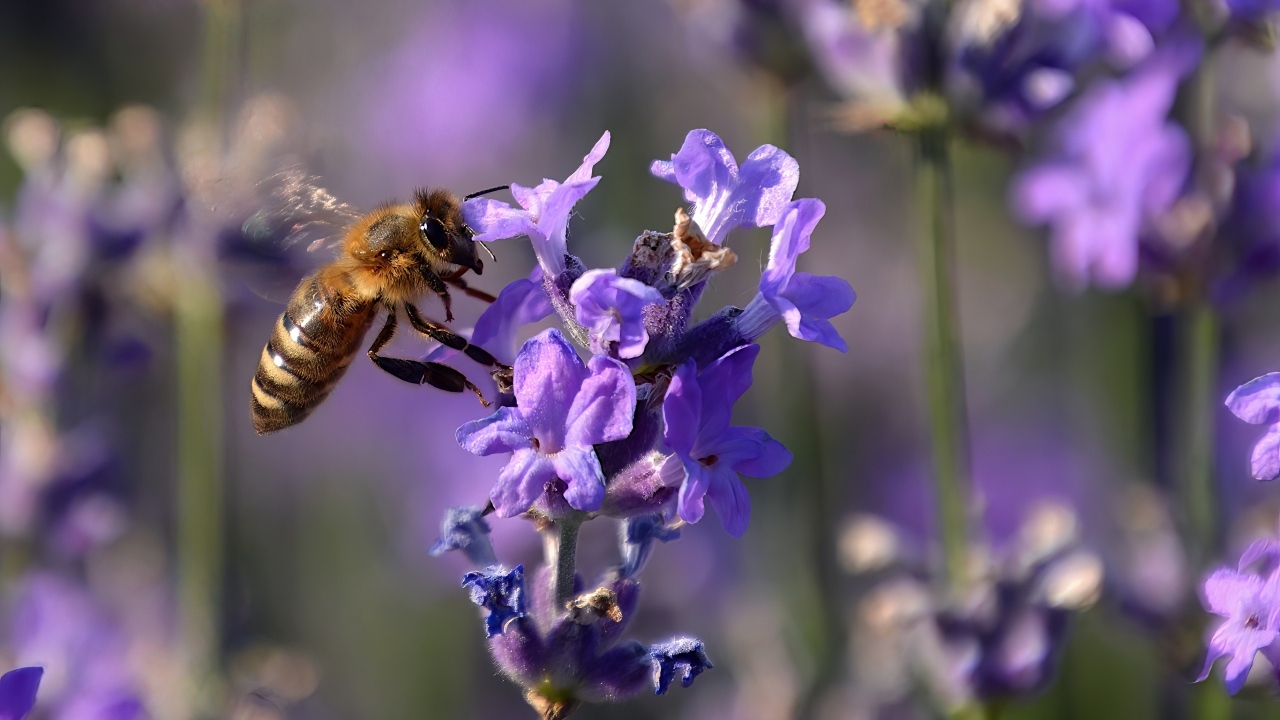Пчела кружит у цветка лаванды