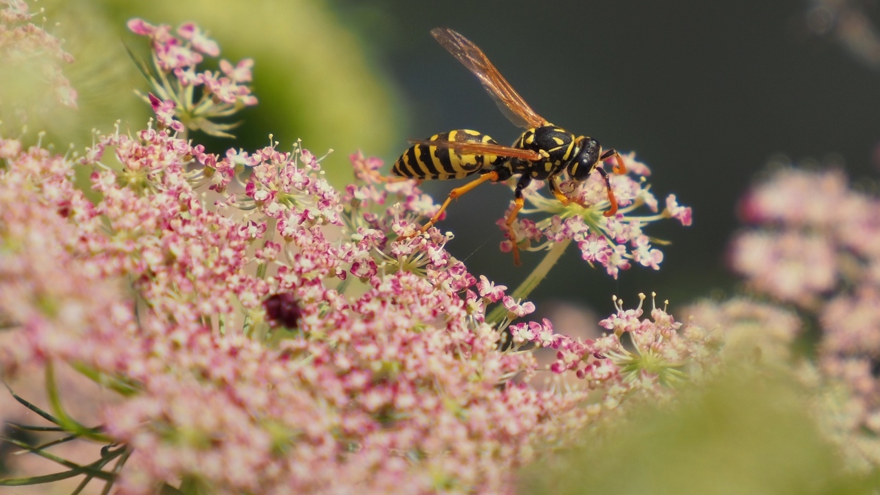 Большая оса кружит над розовым цветком
