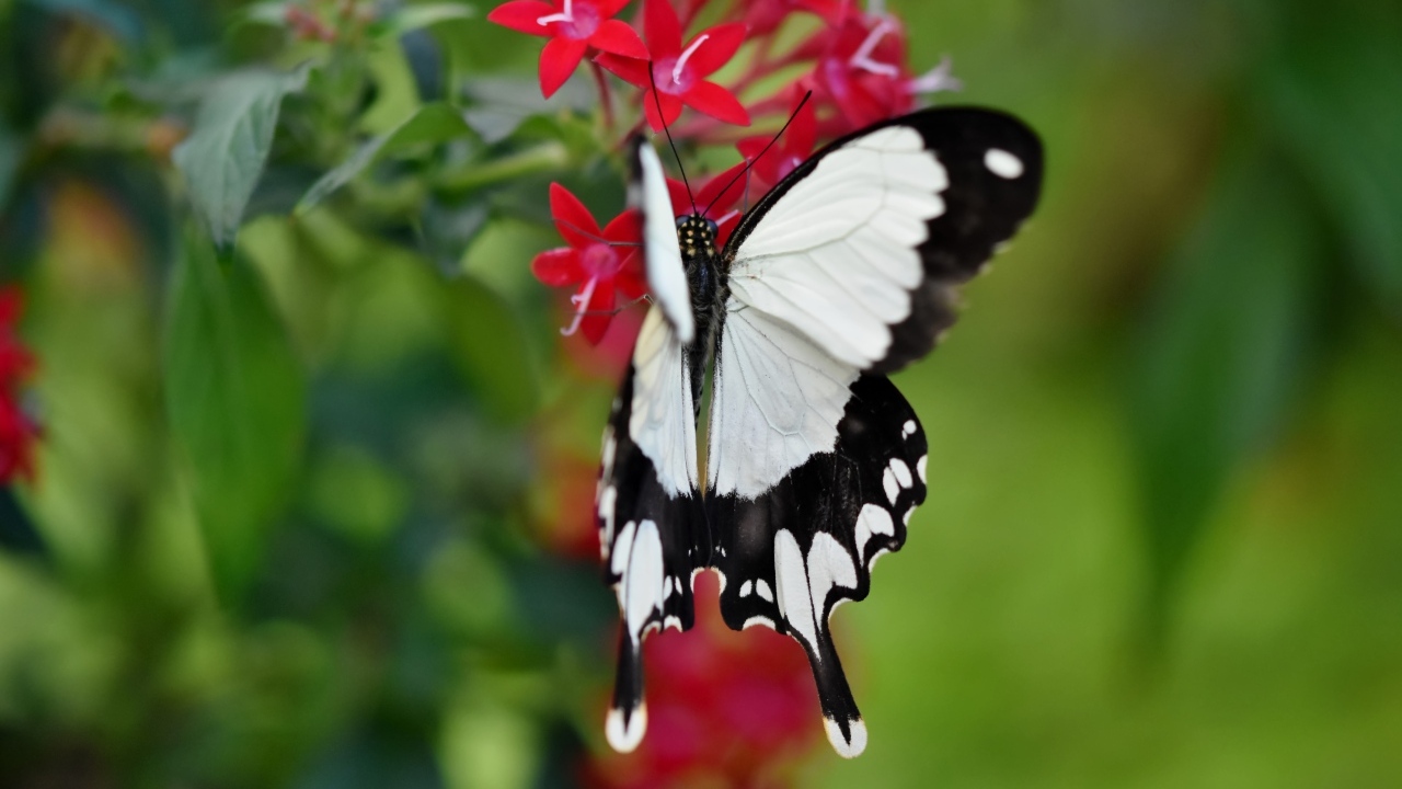 Красивая бабочка сидит на красном цветке