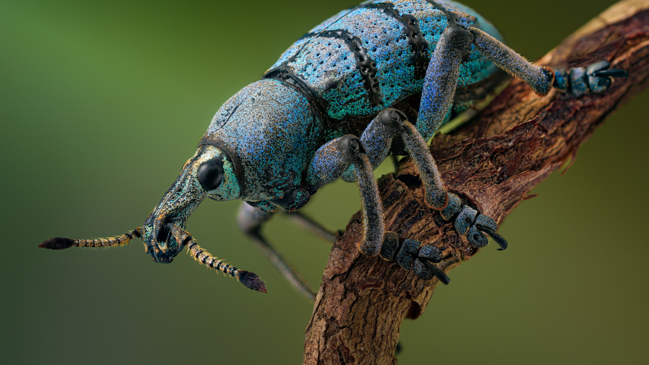 Красивый жук долгоносик на ветке