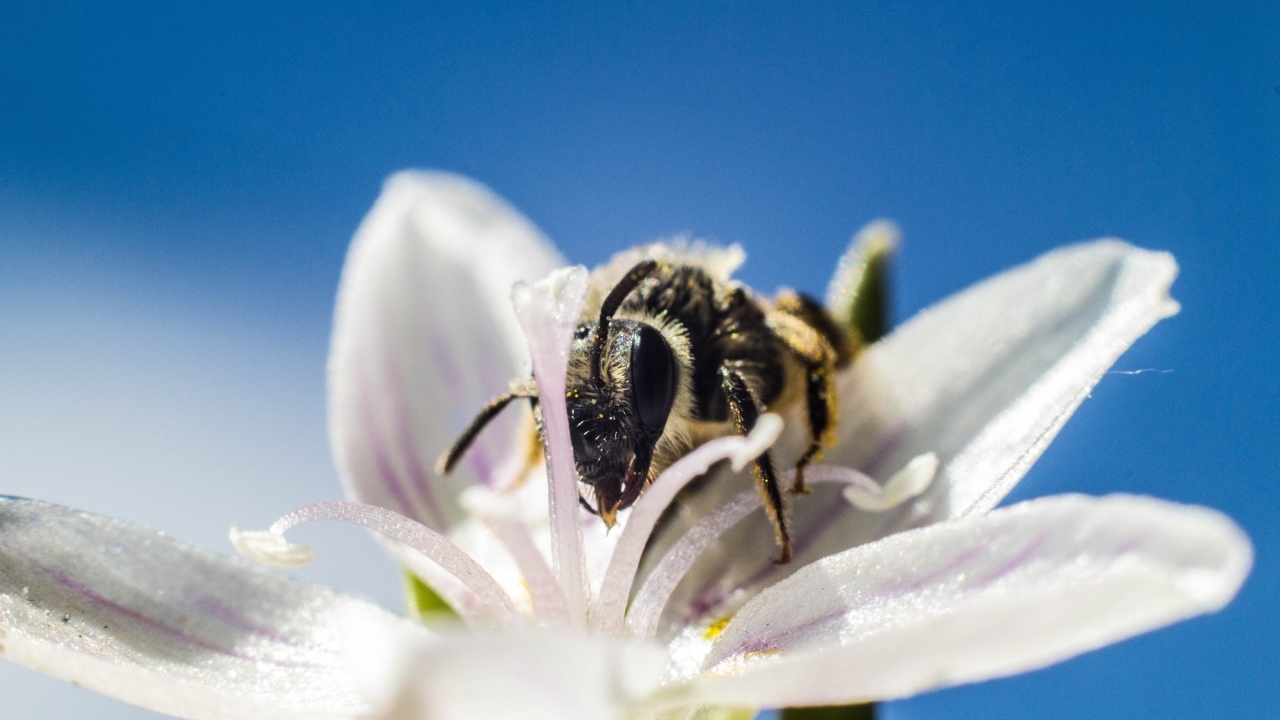Пчела сидит на весеннем цветке на голубом фоне