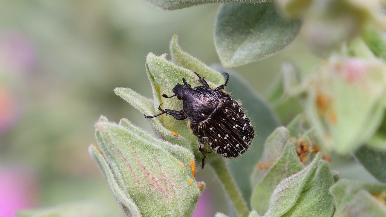 Черный жук сидит на зеленом растении