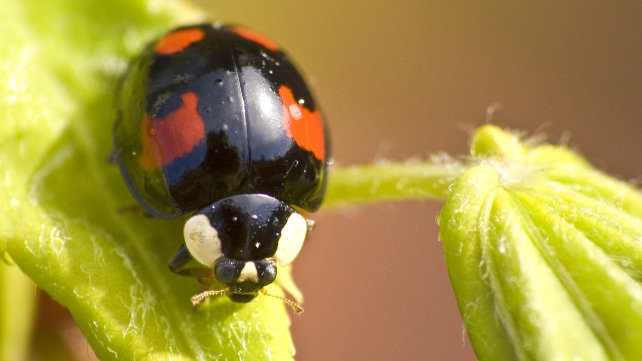 Черная божья коровка с красными пятнами