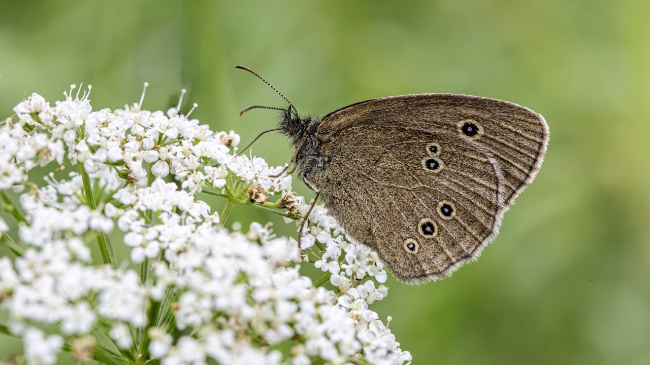 Коричневая бабочка на белом цветке крупным планом