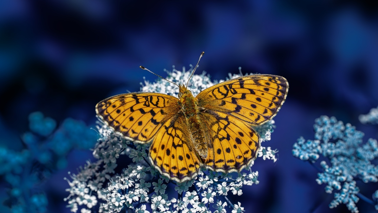 Коричневая бабочка сидит на белом цветке