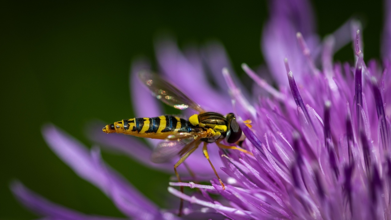 Муха жужжалка на розовом цветке