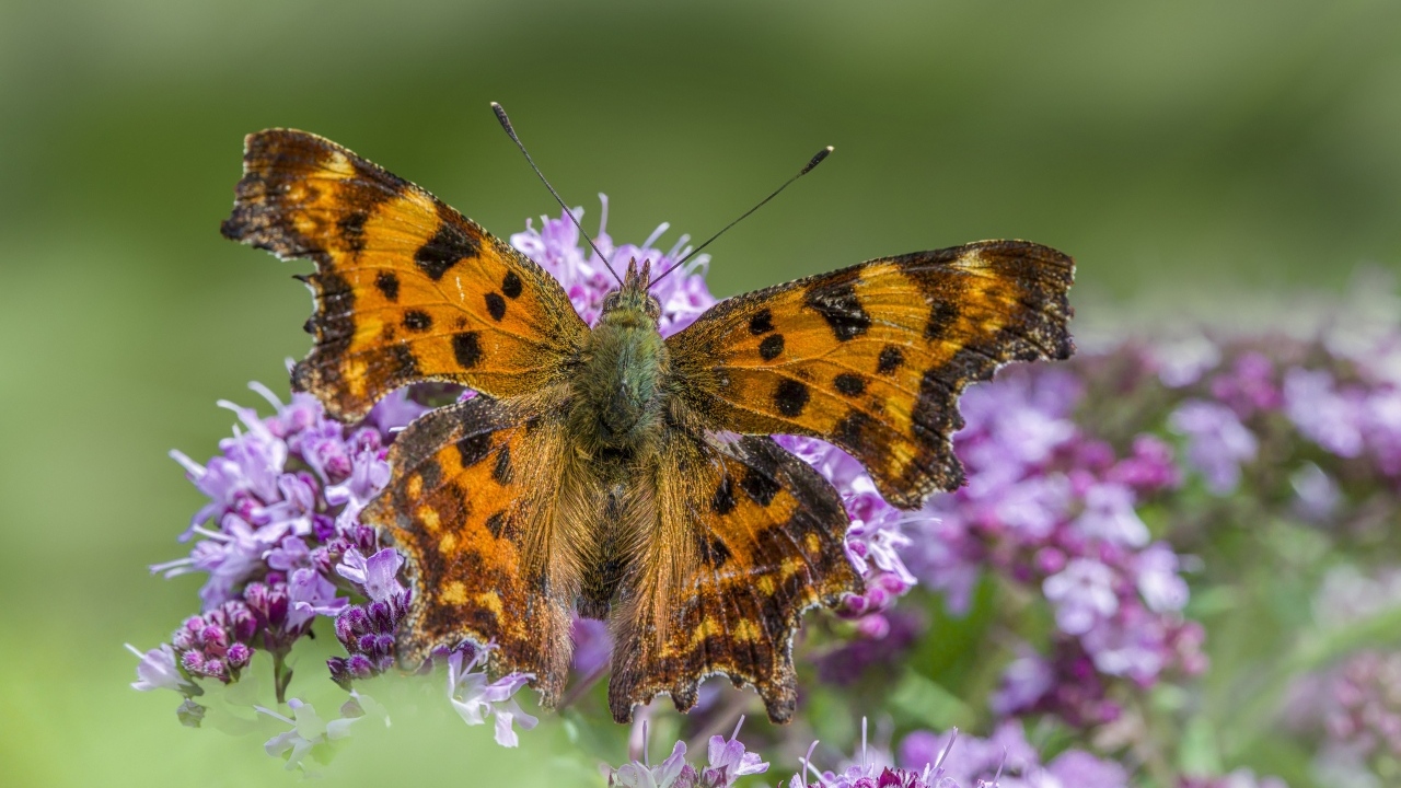 Большая коричневая бабочка на розовом цветке