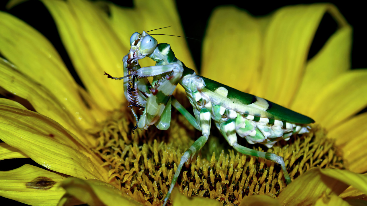 Большой зеленый богомол на желтом цветке подсолнуха