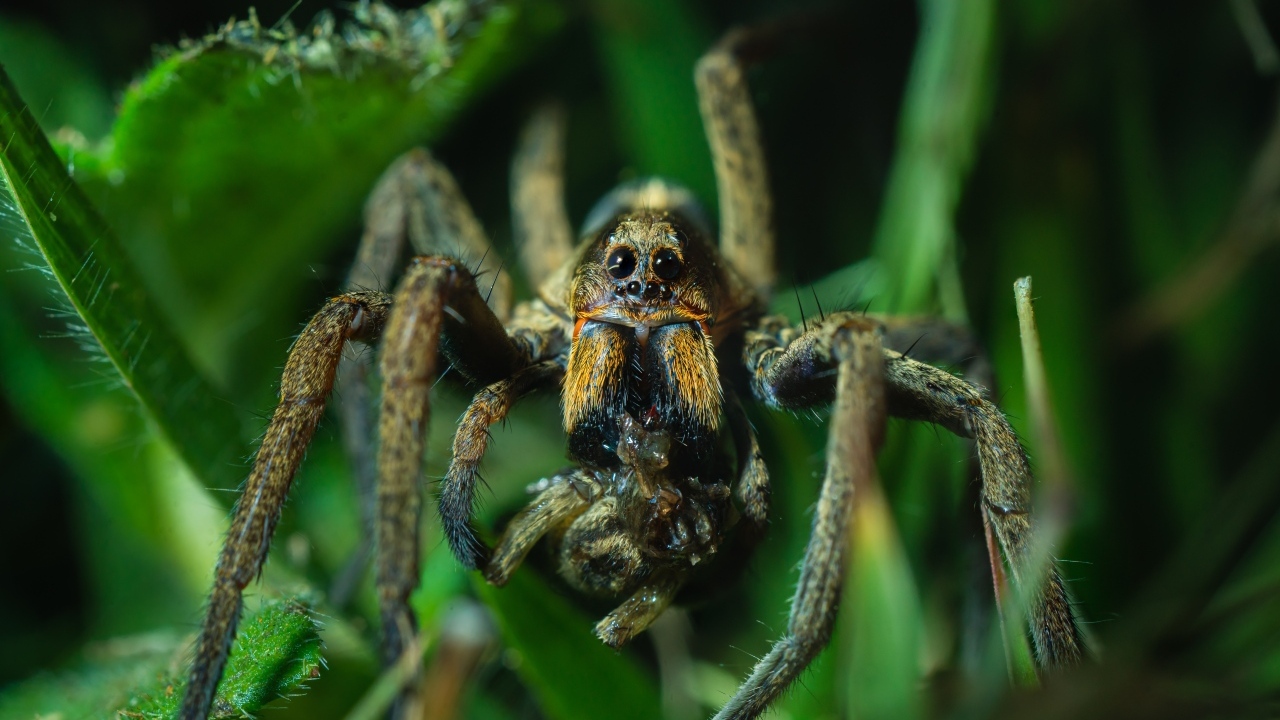 Большой паук с добычей в зеленых листьях