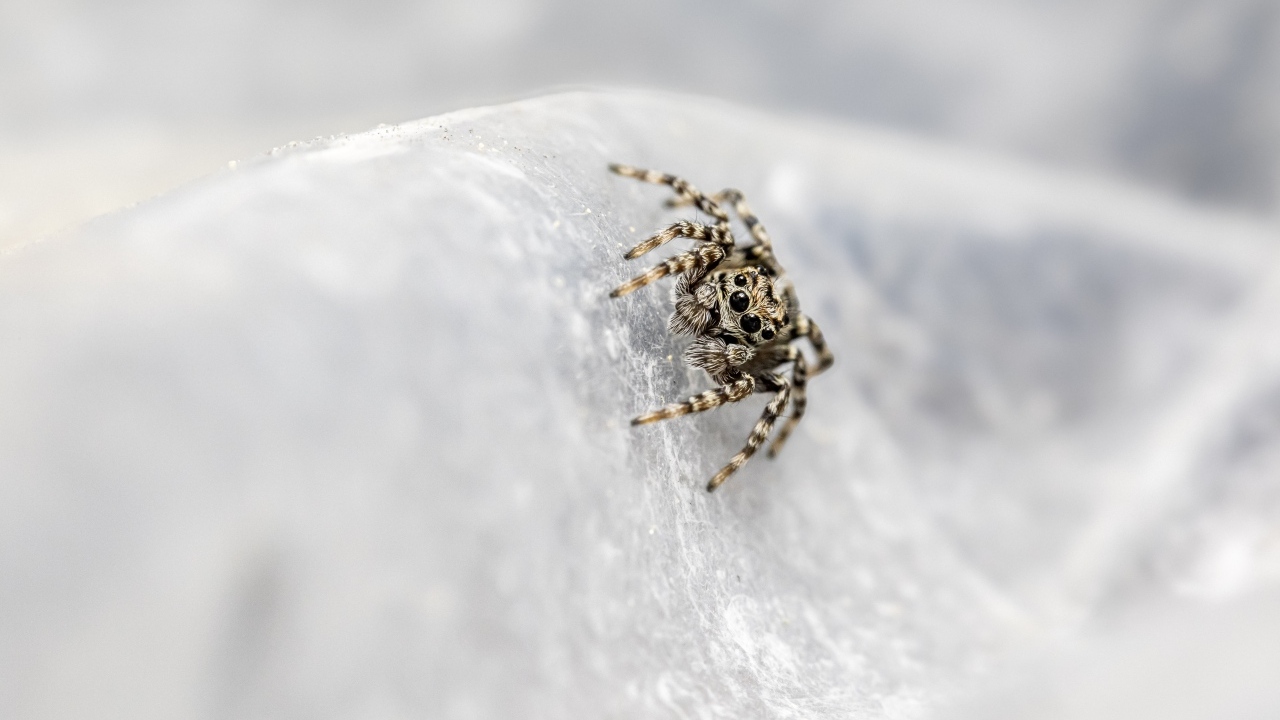 Маленький паук с черными глазами