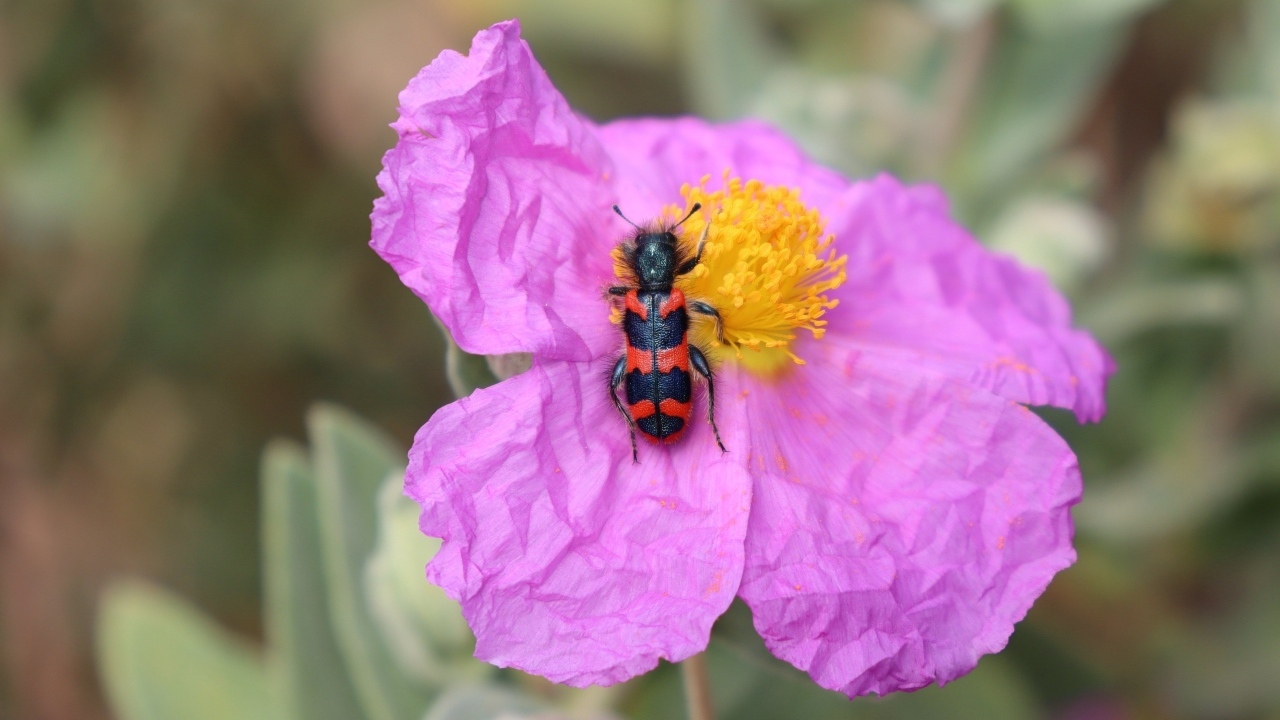 Полосатый жук сидит на розовом цветке