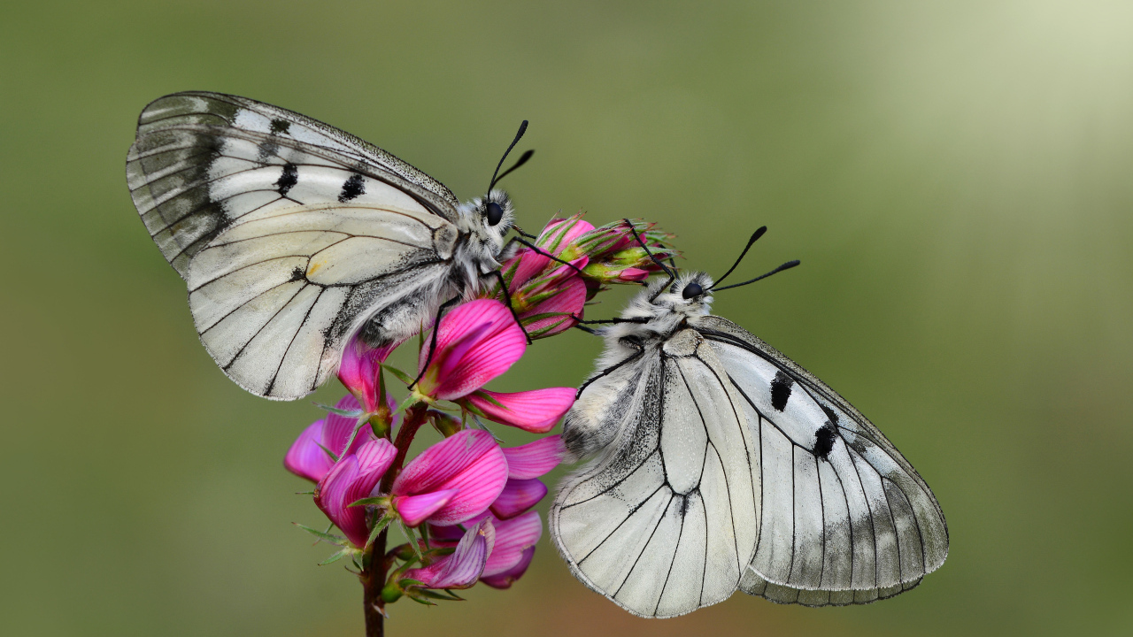 Две бабочки капустницы сидят на розовом цветке