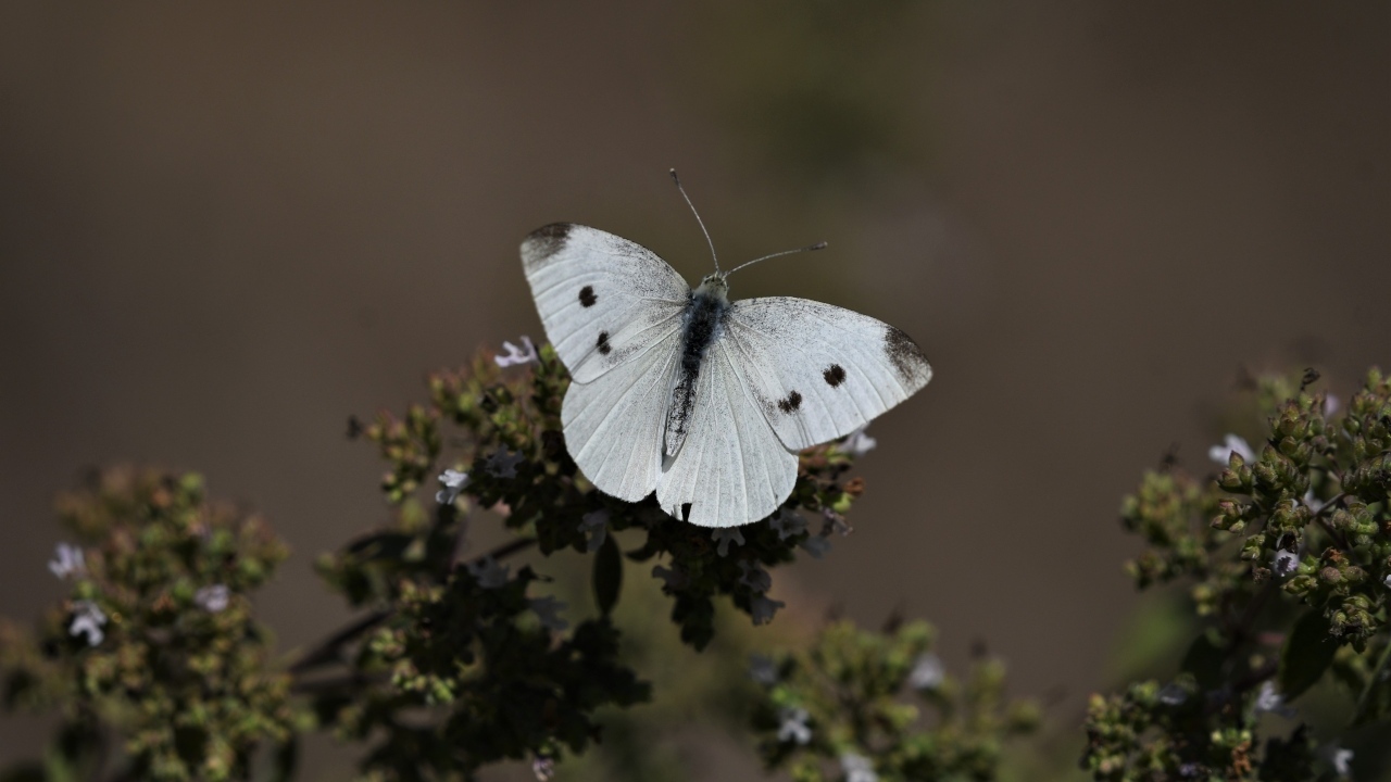 Белая бабочка капустница сидит на растении