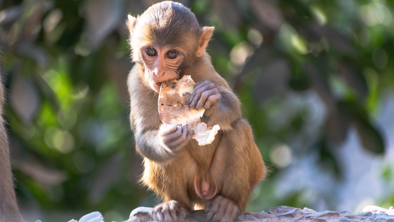 Маленькая обезьянка с едой