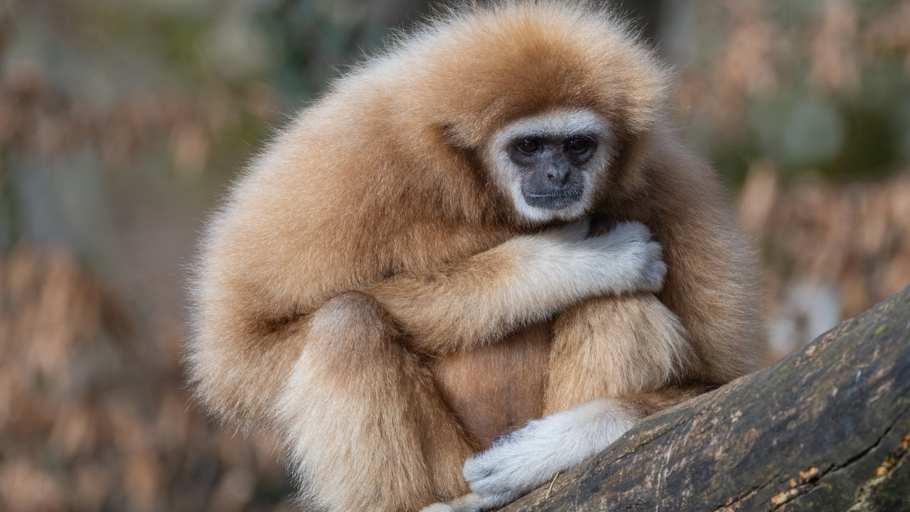 Грустный гиббон сидит на ветке