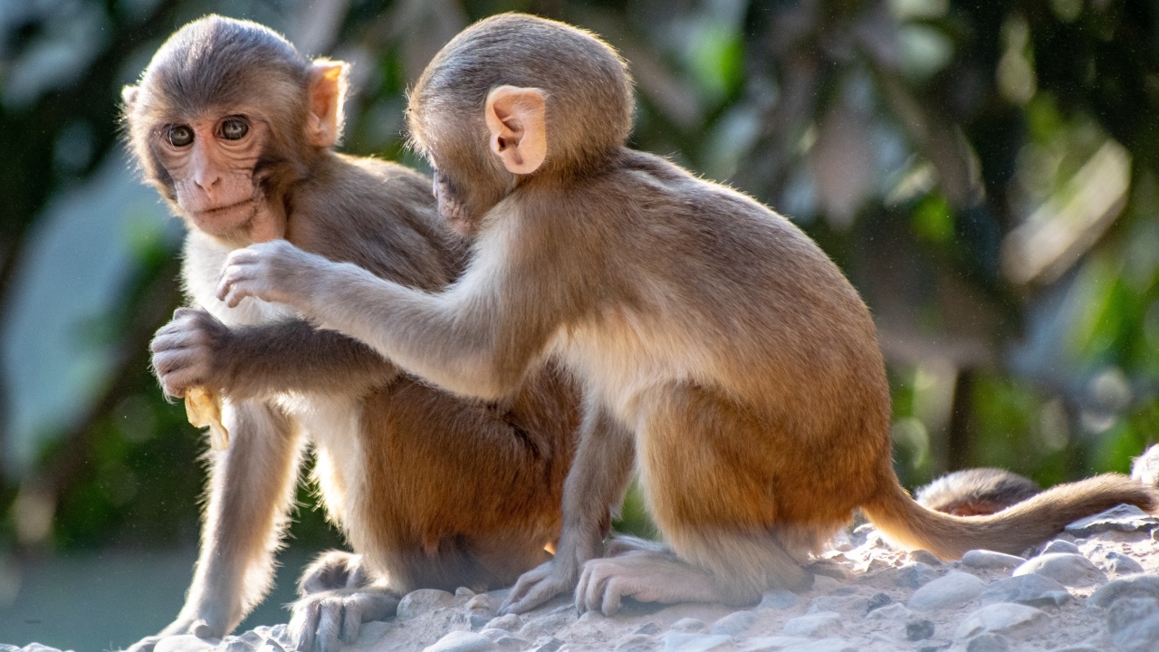 Две маленькие обезьяны сидят на камне